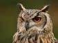 Owl's picture
