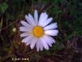 skelosia's picture