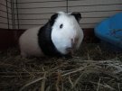 CloudyOMuffin's picture
